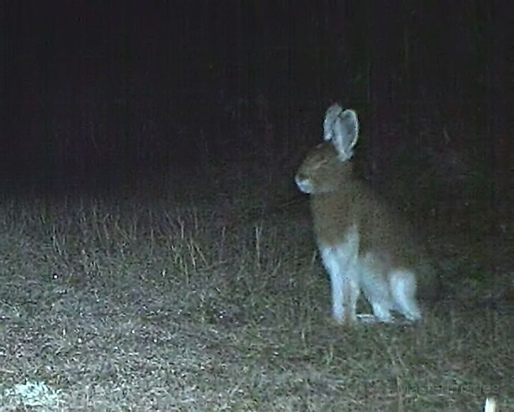 SnowshoeHare_110711_0213hrs.jpg - Snowshoe Hare (Lepus americanus)